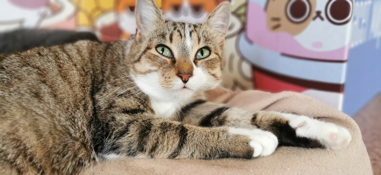 Charming Tabby Cat Posing Elegantly While Lounging On A Soft Blanket, Capturing Its Grace.
