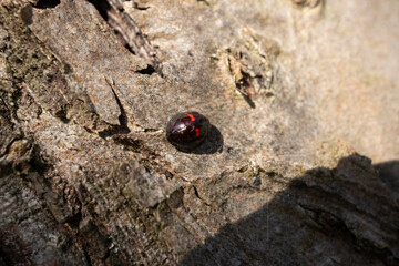 Coccinelle des bruyères (Chilocorus bipustulatus) Chilocorus bipustulatus n its natural element  © Eric
