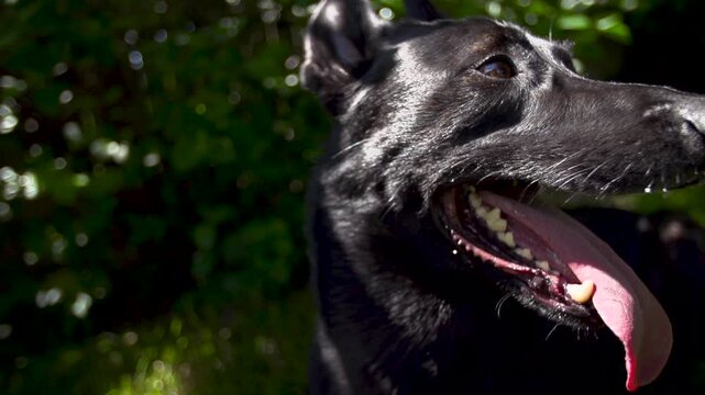 dog breathing in the sun with its tounge out in slow motion