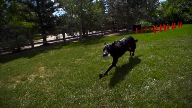 dog running after bouncing ball in slow motion