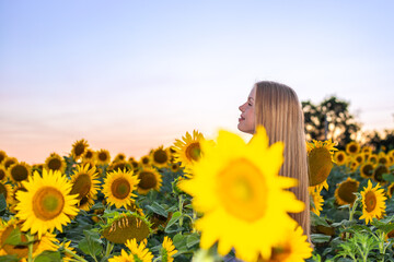 A scenic side profile portrait of a charming blonde woman looking up thoughtfully while standing inside a bright blooming sunflower field during a warm golden sunset. Beautiful rural summer landscape. © Natalia