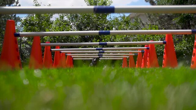 Dog running through low hanging obstacle course to get chew toy