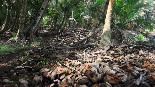 Coconut husks lying on the ground in a tropical forest on Ilh&eacute;u das Rolas, the equator island, S&atilde;o Tom&eacute; and Pr&iacute;ncipe