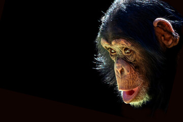 Closeup portrait of a young chimpanzee at the St. Louis Zoo in St. Louis, Missouri  © Patrick Rolands