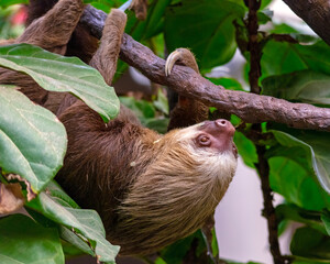 Closeup of a Hoffman's Two-toed Sloth Choloepus hoffmanni climbs a vine at the St. Louis Zoo in St. Louis, Missouri © Patrick Rolands