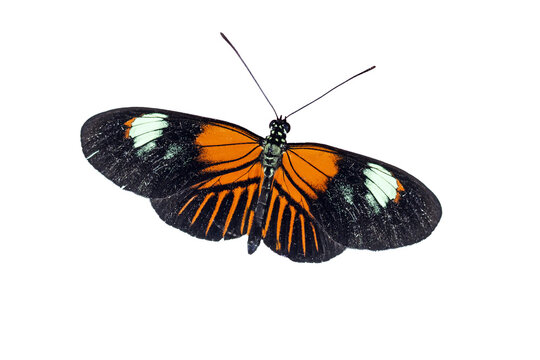 butterfly isolated on white