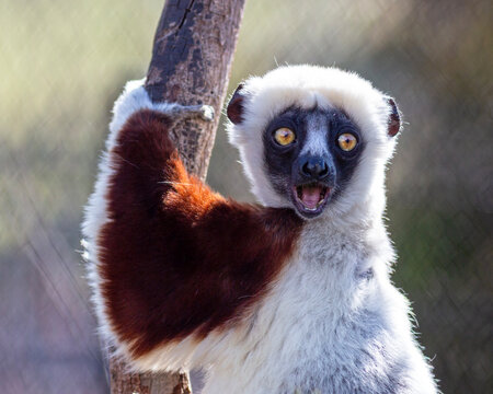 Coquerel's sifaka (Propithecus coquereli) lemur portrait with a surprised facial expression at the St. Louis Zoo in St. Louis, Missouri 
