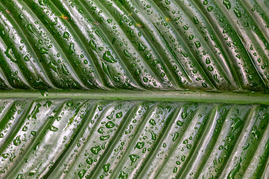 green leaf covered with raindrops background texture 