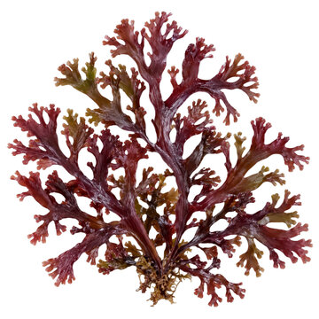 Red branching seaweed with delicate fronds