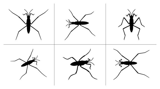 Water strider silhouettes set with different poses for nature or science design