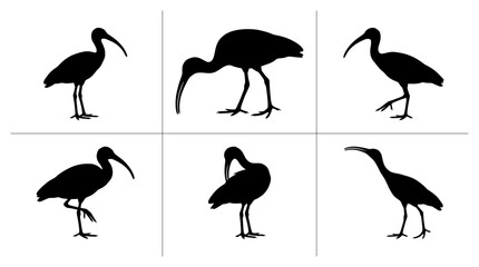 Fototapeta premium Ibis silhouettes set with birds in various poses for nature or wildlife design