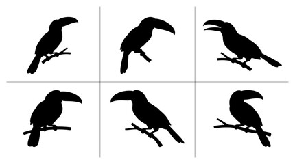 Fototapeta premium Toucan silhouettes set with birds perched on branches for nature logos and designs