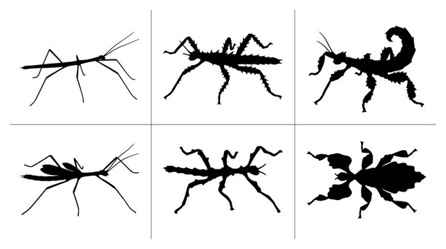 Stick insect silhouettes set with varied species and poses for nature design