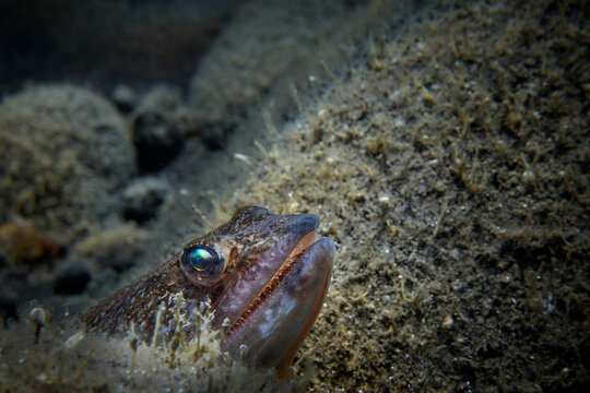 Portrait of a great weaver fish (Trachinus draco)