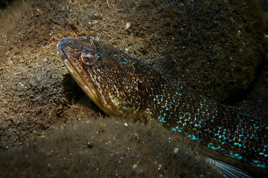 Portrait of a great weaver fish (Trachinus draco)