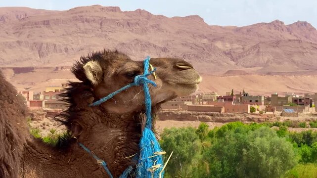 Dromedary in Morocco with Kasbah in the background	