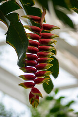 Fototapeta premium Heliconia rostrata strange beautiful tropical plant in bloom, flowering red and yellow flowers, green foliage