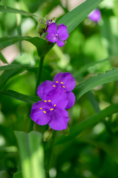 Tradescantia virginiana the Virginia spiderwort purple violet flowering plants, three petals flowers in bloom