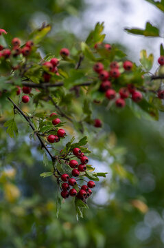 Crataegus monogyna common one-seed hawthorn hawberry with red ripened fruits on tree branches