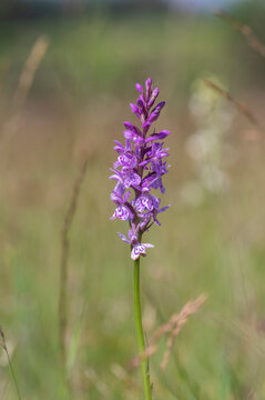 Dactylorhiza fuchsii common spotted orchid flowers in bloom, beautiful purple white wild flowering plants on highlands meadow