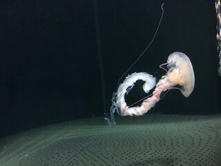Graceful Translucent Jellyfish Swimming in Dark Aquarium Water © VINIE