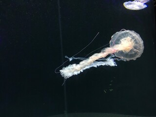 Translucent Jellyfish with Long Tentacles Floating in Dark Water © VINIE