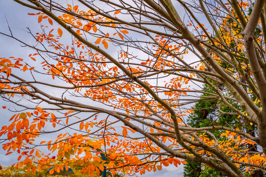 Branches Orange Fall Leaves