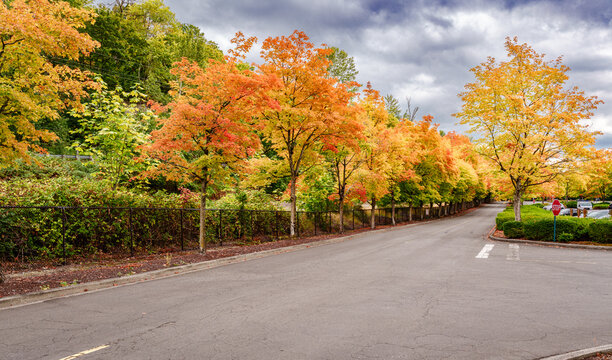 Colorful Fall Foliage 3