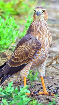 Close up of a wild cooper hawk standing on the ground in a natural