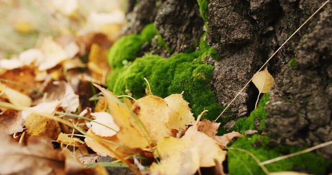 Morning haze. Autumn scenery. Beautiful yellow color foliage with green moss on tree bark on natural bright background. Blurred lights.