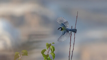 Great Tit © Mehmet
