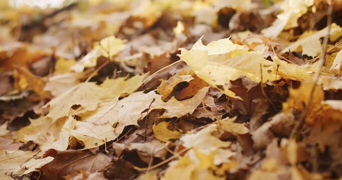 Autumn colors. Forest path. Lush beautiful yellow red foliage falling leaves on natural background. Bright golden yellow color season.