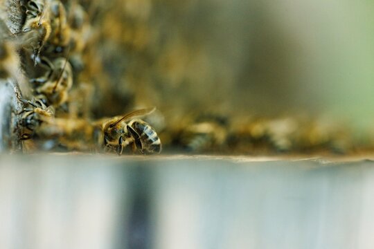 Close-up view of bees interacting at their hive showcasing the behaviors linked to the impact of diseases on bee populations and their roles in ecosystems