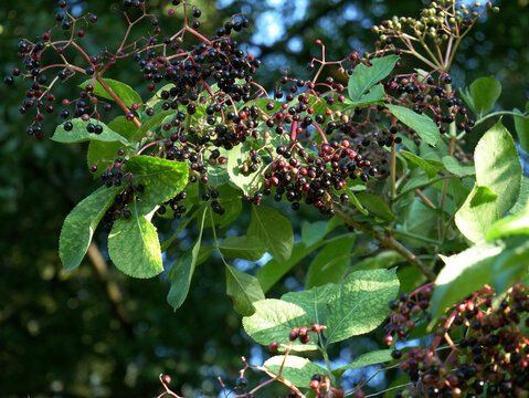 A close-up shot focuses on a cluster of dark berries hanging from a branch, surrounded by green leaves. The berries appear ripe, with some still showing hints of red.