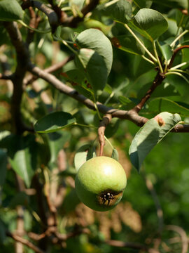 A single unripe pear hangs from a branch on a tree, surrounded by green leaves. The pear has a small dark spot on its underside.