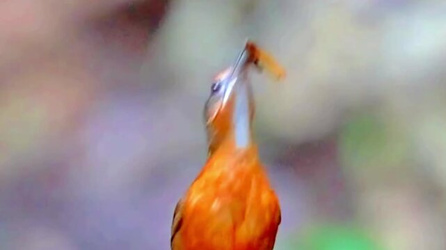 Close up of a rufous hornero bird holding a small piece of food in