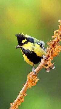 Indian black lored tit bird perched on a mossy branch in a natural