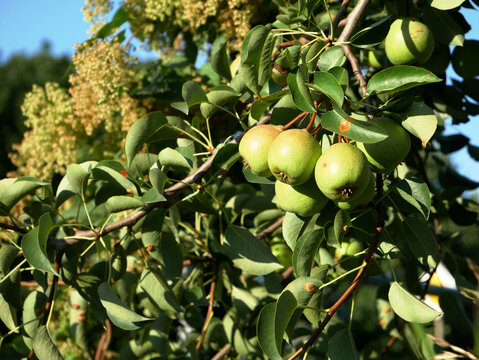A branch of a pear tree with several unripe green pears and green leaves is shown against a blurry background of more foliage and a blue sky.