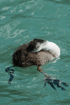 Eurasian coot preening its feathers while floating on water