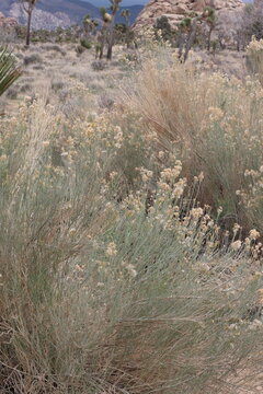 Mohave Gray Rabbitbrush, Ericameria Nauseosa Mohavensis, an impressive native synoecious shrub displaying mature cylindric indehiscent achene fruit during early Winter in the Coachella Valley Desert.