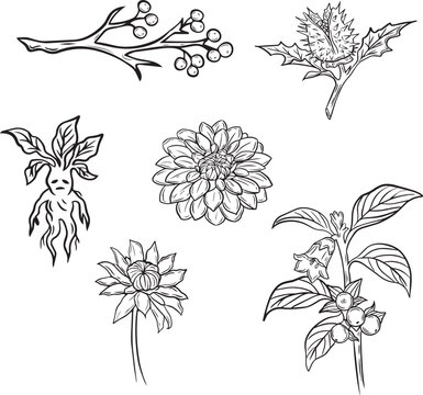 Witchy occult herbs and magic mandrake root botanical vector line art set