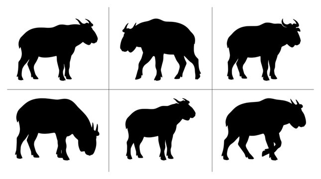 Takin silhouettes set with standing, grazing and walking poses for wildlife or farm themes