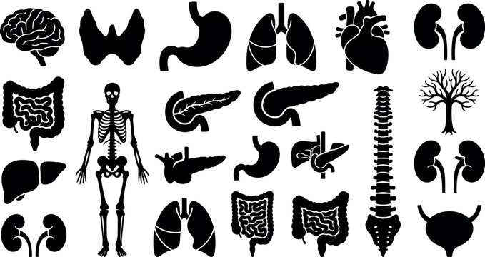 Human Anatomy and Internal Organs Silhouette Vector Icon Set with Brain, Heart, Lungs, Skeleton, Stomach, and Spine Elements for Medical Education Designs