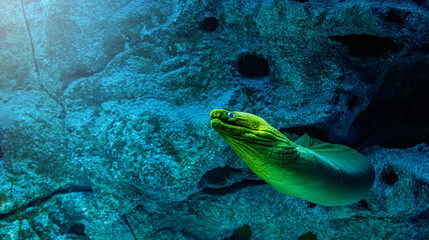 Fototapeta premium Green moray eel gymnothorax funebris swimming out of cave reef