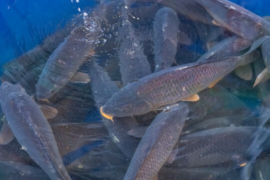 Live carp fish swimming in water tank at Prague market