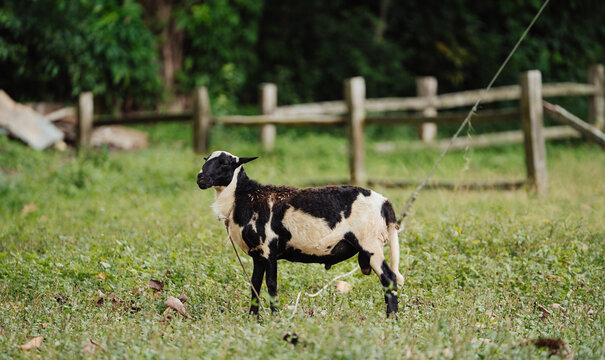 goat in the middle of a meadow