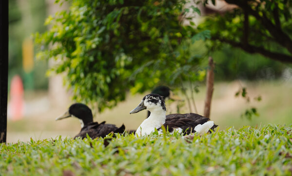 ducks resting on the shore of a lake