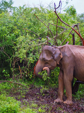 Elefant Sri Lanka	