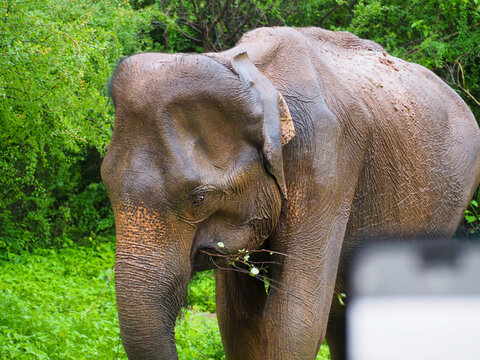 Elefant Sri Lanka