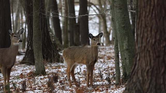 Small Group of White-Tailed Deer Near Human Settlement in Winter